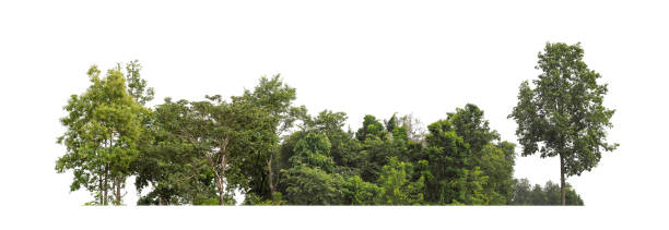 istock Forest and foliage in summer for both printing and web pages isolated on white background 2188956020