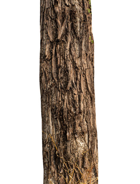istock The tree trunk of the tree stands on a white ground. 2188956080