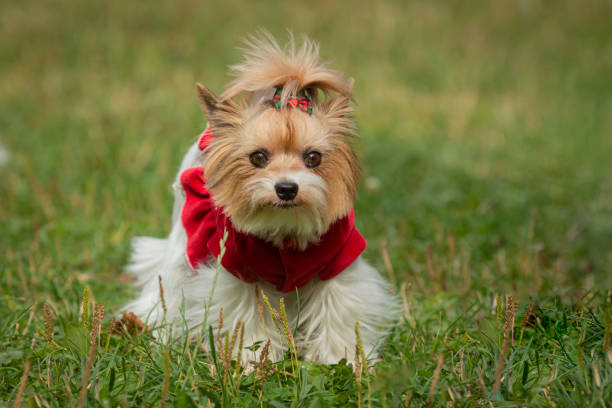 The Yorkshire Terrier  is one of the smallest dog breeds of the terrier type and indeed of any dog breed. The breed developed during the 19th century in Yorkshire, England.