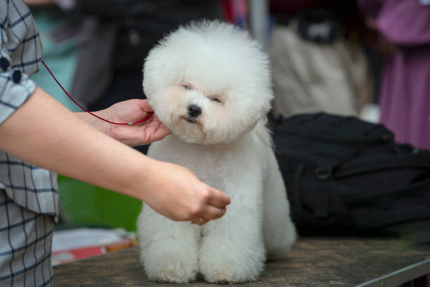 istock A Bichon Frise dog at a dog show next to a handler 2188956772