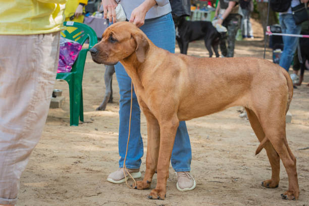 istock Tosa Inu (also called Tosa Ken and Japanese Mastiff) at a dog show 2188957676