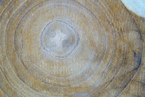 Close-up view of a tree trunk cross-section, highlighting the unique growth rings and textures. The natural pattern provides an organic aesthetic.