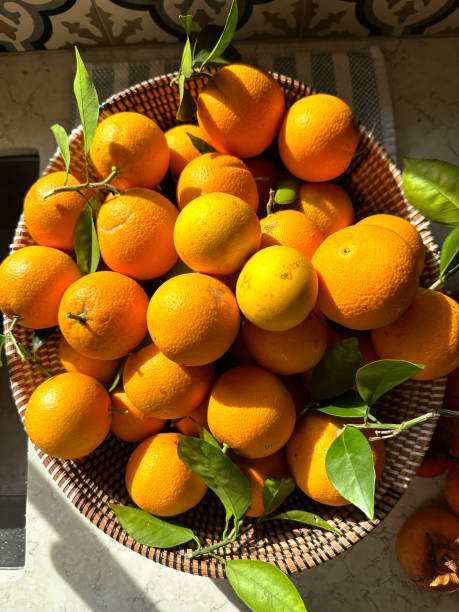 istock Aerial View of a weaved fruit basket full of handpicked Pixie Oranges on the granite kitchen counter 2188959549