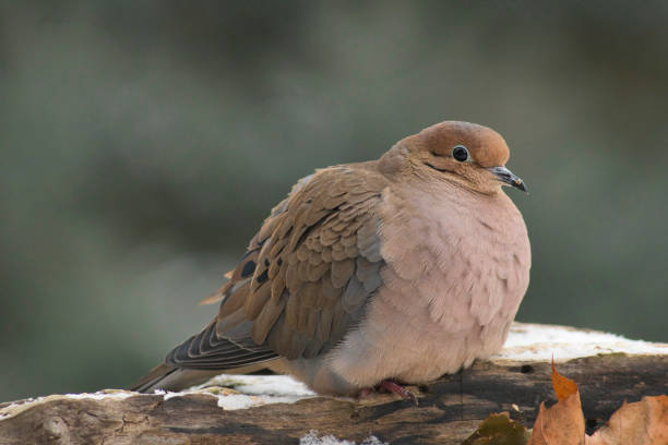 istock Wildlife animal bird 2188959768
