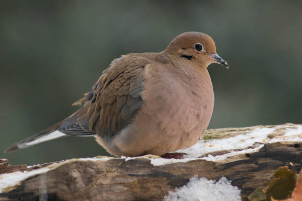 istock Wildlife animal bird 2188959769