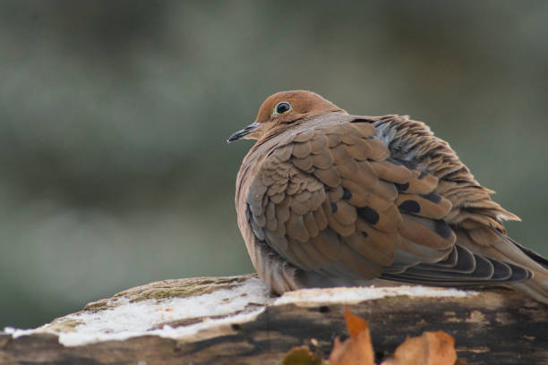 Dove perched on branch in winter