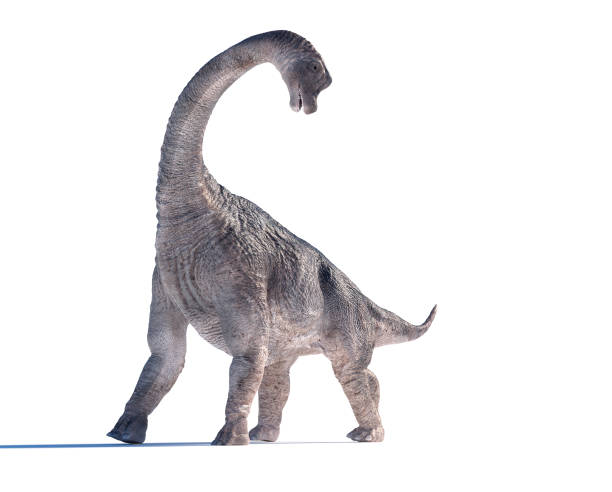 Brachiosaurus dinosaur model is displayed against a white background. Its detailed skin texture adds realism. THIS IS A 3D RENDER ILLUSTRATION