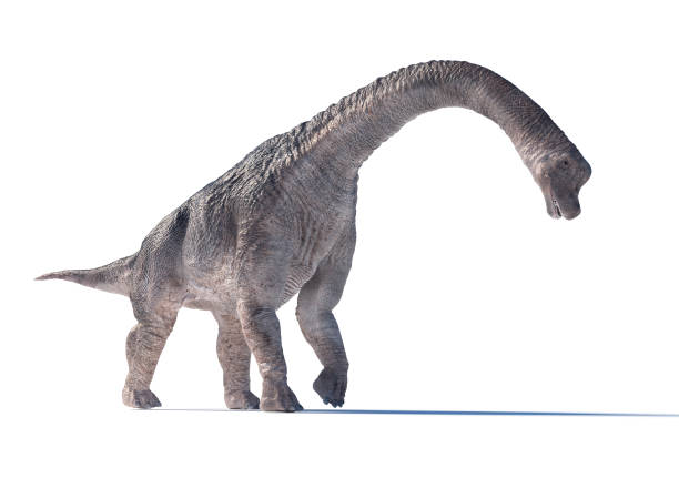 Computer generated 3D illustration with the Dinosaur Apatosaurus