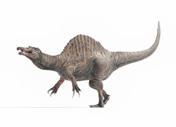 Spinosaurus walking across a barren landscape during the late Cretaceous period Spinosaurus on white background. Late Cretaceous, evoking the prehistoric era. This is a 3d render illustration spinosaurus stock pictures, royalty-free photos & images