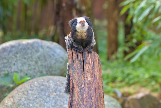 A marmoset perches on a weathered tree stump in a serene forest. Its black and white fur contrasts with the vibrant greenery around it. Callithrix geoffroyi - Uistiti di Geoffroy. The primate stares.