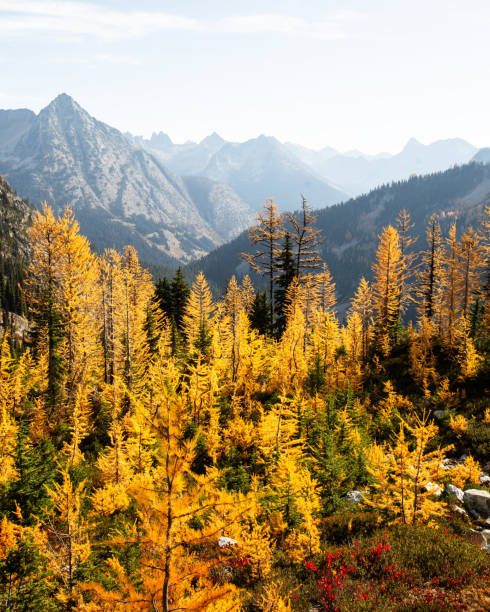 Golden Larches at Maple Pass trail in North Cascades National Park (USA).