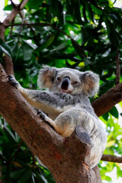istock Koala resting on a tree branch surrounded by lush green leaves in its natural habitat. 2188963871