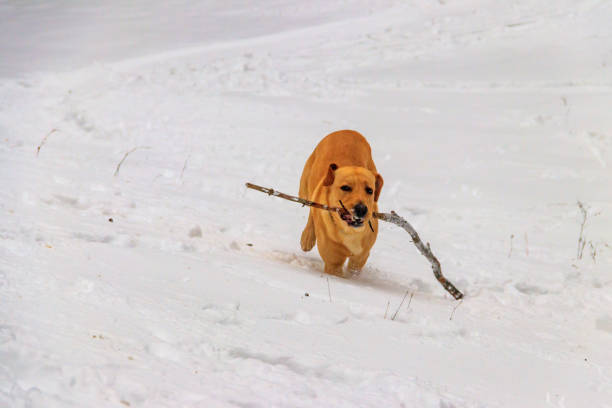Cute labrador retriever dog playing with stick in white snow