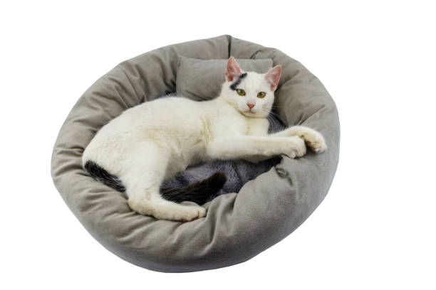 istock White cat lying in comfortable pet bed isolated on white background 2188964008