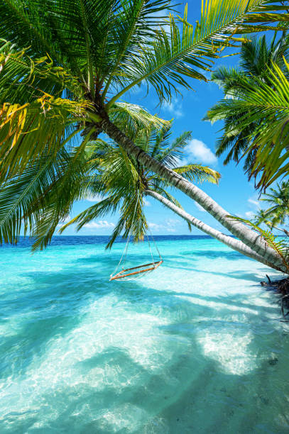istock Swing hanging from coconut palm tree on tropical beach by the turquoise sea 2188964449
