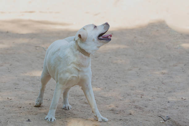 The Labrador Retriever, or simply Labrador, is a British breed of retriever gun dog. It was developed in the United Kingdom from fishing dogs
