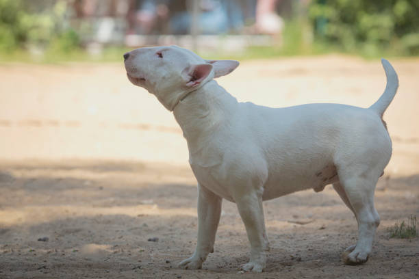 The Bull Terrier is a muscular dog breed known for its unique egg-shaped head and triangular eyes