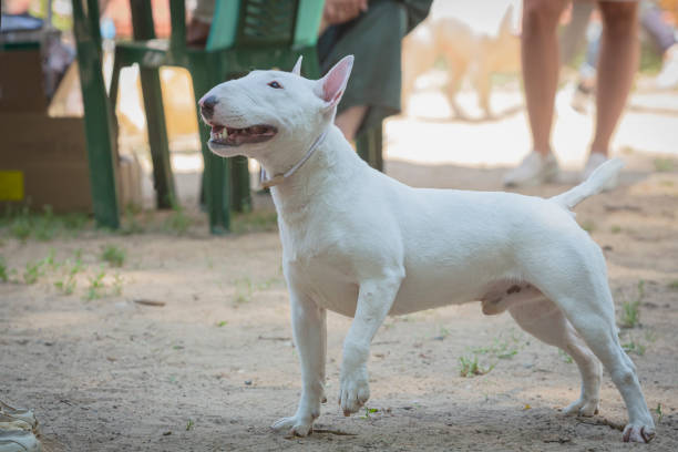 The Bull Terrier is a muscular dog breed known for its unique egg-shaped head and triangular eyes