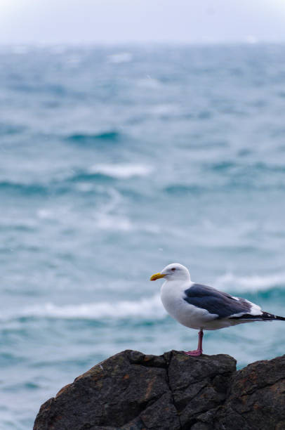 istock Black-tailed gull staring at the sea 2188966349
