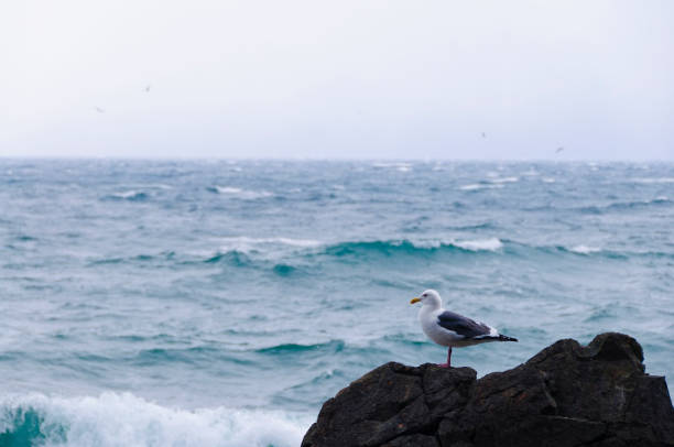 Black-tailed gull staring at the sea