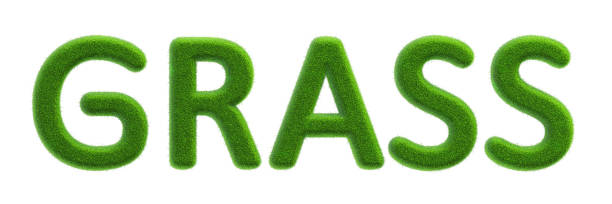 istock The word 3D grass or consonants G, R, A, S, S on white background. Green grass material object. Global nature conservation, planting or natural energy. world ecology. clipping path. 3D Illustration. 2188966567