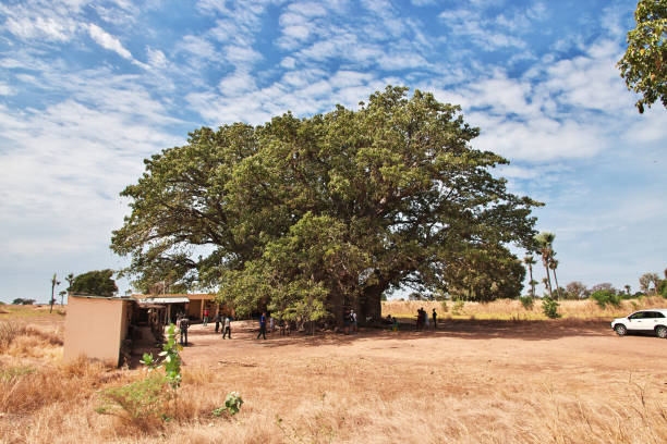 The big baobab tree in Senegal