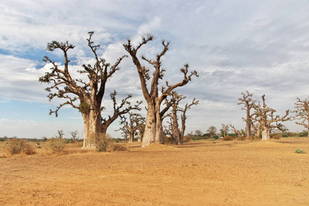 Baobab Grove close Dakar, Senegal, West Africa