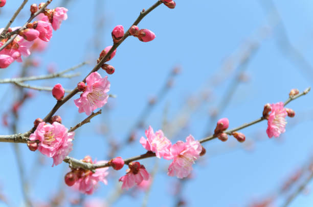 istock Plum blossoms herald the arrival of spring 2188971458