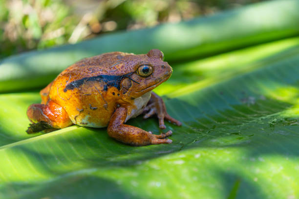 istock Tomato Frog(Dyscophus antongilii) on Leaf in Andasibe Reserve, Madagascar. 2188972361