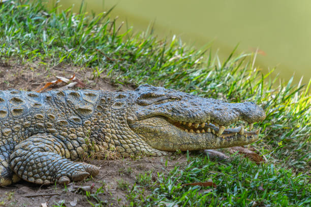 istock Crocodile by the Pond in Andasibe Reserve, Madagascar. 2188972433