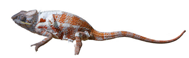 istock Panther Chameleon Shedding Skin on Forest Floor, Madagascar. isolated image. 2188972590
