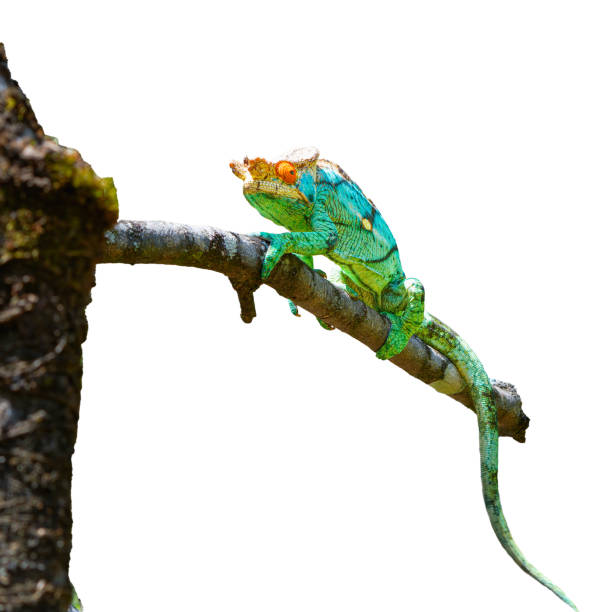 istock Parson's Chameleon Climbing on Branch in Madagascar Reserve. isolated image. 2188972656