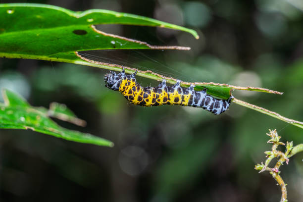 Caterpillar crawling under branch of tree in forest.