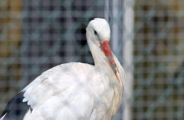 Sofia, Bulgaria - November 20, 2024: A white stork at the Sofia Zoo with a 3D-printed beak prosthesis. The prosthesis allows the animal to eat normally and actually saves its life.