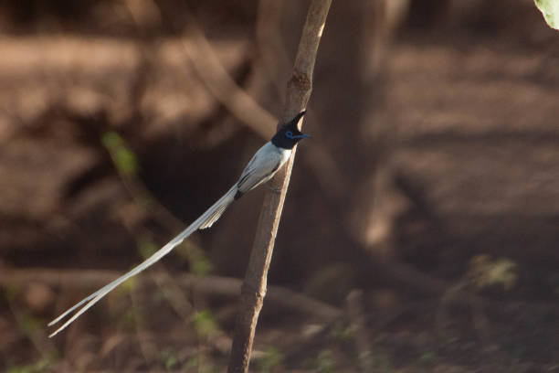 istock The Indian Paradise fly catcher in the wild 2188973815