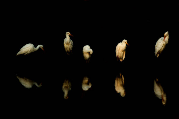 The egret reflection in the wild.