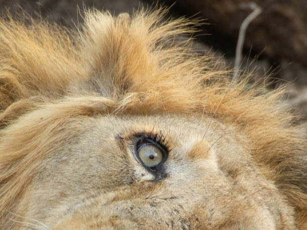 istock Asiatic lion in the wild 2188974244