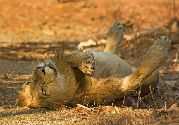 istock The Asiatic lions in the gir Forest 2188974329