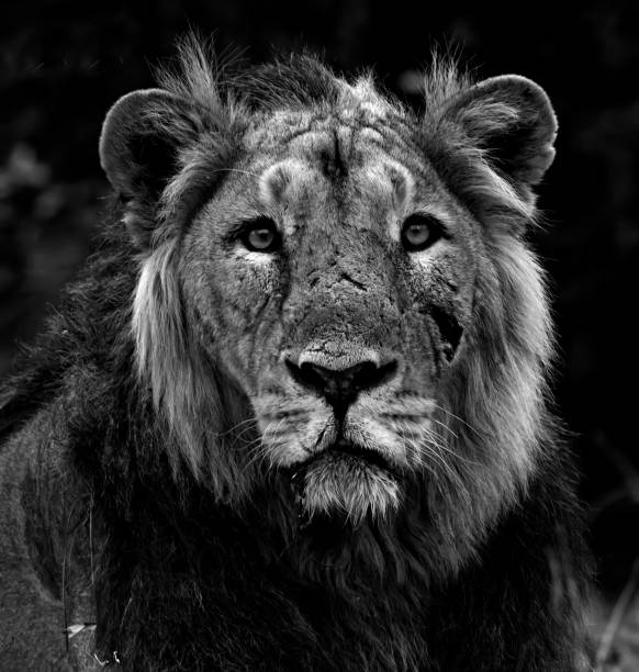 istock The Asiatic lions in the gir Forest 2188974508
