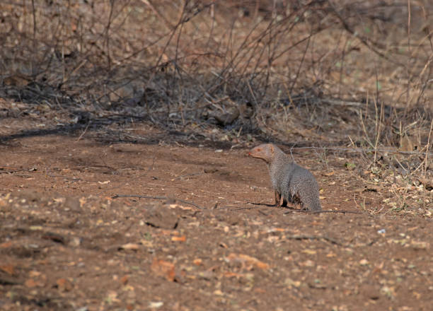The Mongoose in the wild