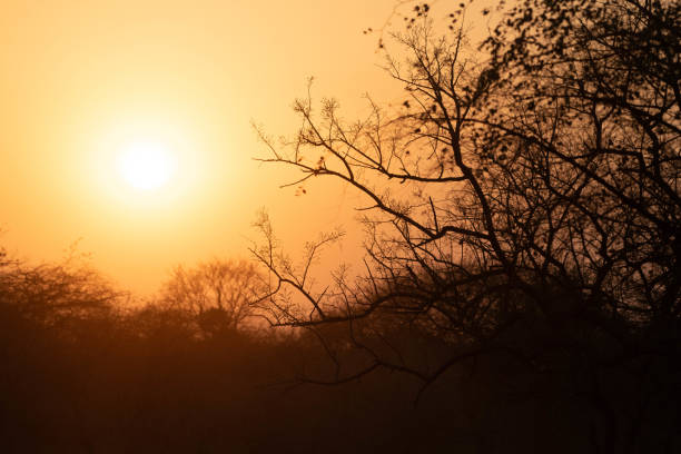 The sunset in the wild