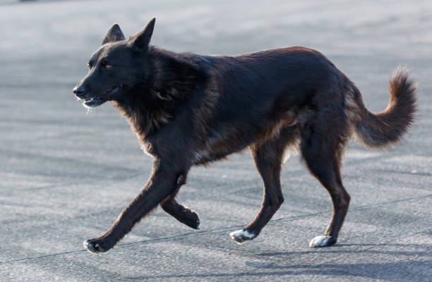 A black dog is walking on a road. The dog is looking ahead and he is focused on something
