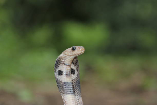 istock The close up of the cobra. 2188975961