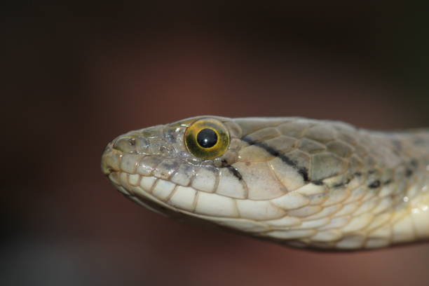 istock Close up of indian snake 2188976005