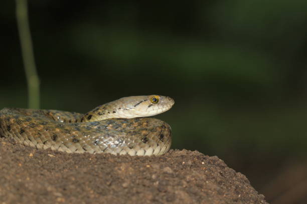 istock The close up of snakes 2188976050