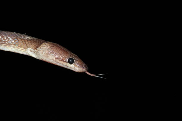 istock Close up of indian snake 2188976051