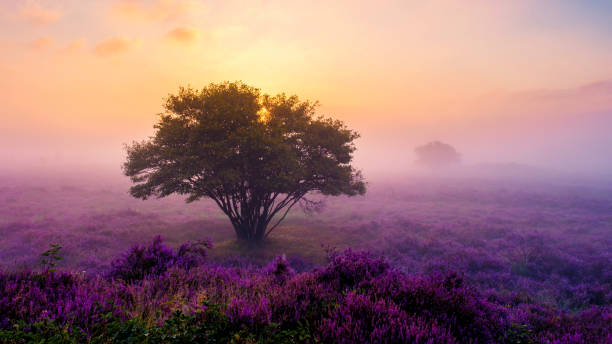 istock Blooming heather fields illuminated by sunrise mist in Veluwe Zuiderheide, Netherlands 2188978038