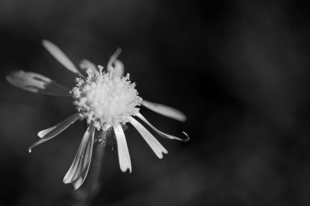 istock Black and white flower photograph 2188978406