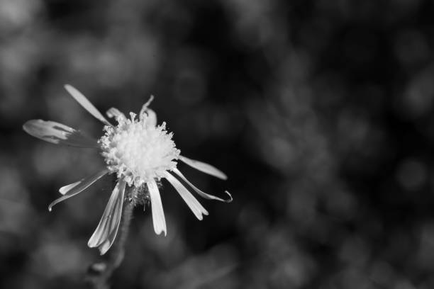 Black and white photo of a flower with a fluffy center and long petals.