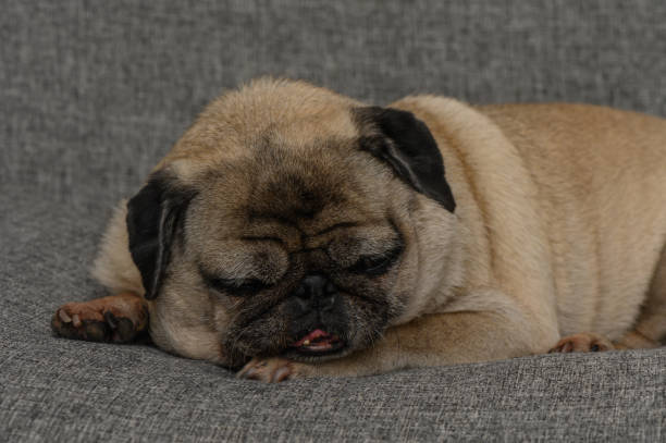 istock Charming pug resting peacefully on cozy gray sofa in a serene living room setting during late afternoon light 2188978565